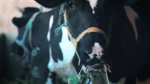 Cute jersey cow 🐄 eating grass videos ☺️😅