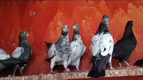 Beautiful pigeon breeder pair best flying