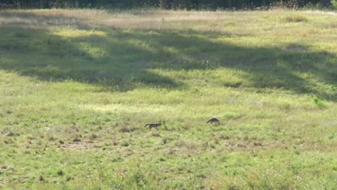 Baby Foxes Explore A Peaceful Sunlit Meadow