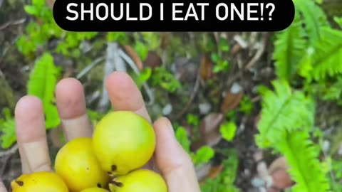 Fresh lemon in tree