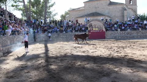 ----‍♂️ Exhibición con un Toro del Montecillo‼️-- Montalbo