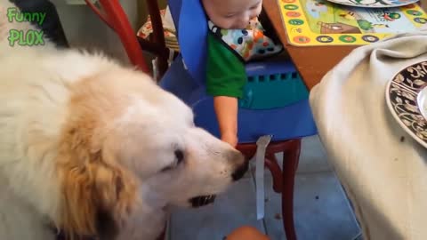 Funny Babies Laughing Hysterically at Dogs Compilation (2017)