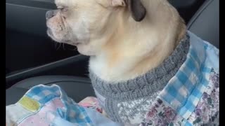 Cold Weather Makes Dog Cranky