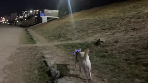 a dog taking a walk in the evening