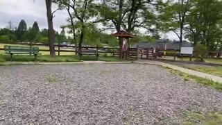 German Shepherd Attacks Pitbull at Park