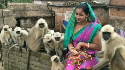 Langur troops waiting for whose arrival impatiently but