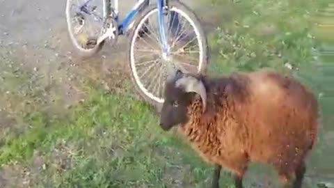 bro, your goat is angry