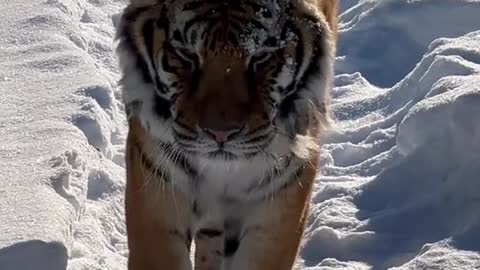 A tiger walking on the snow