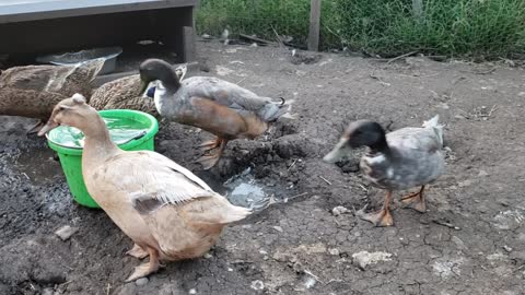 Fun on the farm - Ducks