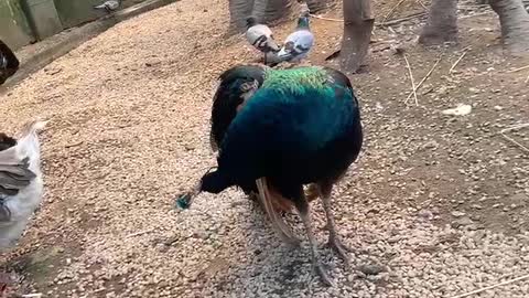 Peacocks are challenging us