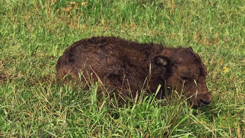 The CUTEST Baby Animals On The Farm! _ John Deere Kids_Full-HD