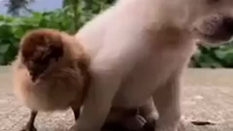 Cute dog and bird funny video