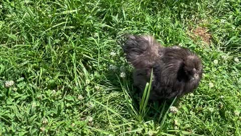 German Shepherd Playing With Rooster!