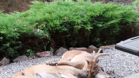 Cougar in Copper Ridge Catches Deer