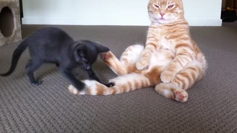 Baby Russian Blue Plays With Scottish Fold