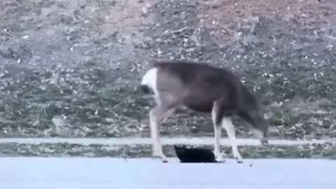 Cat stalks a deer.