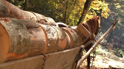 Firewood on a Cart with a Horse in the Forest, Sunny Morning