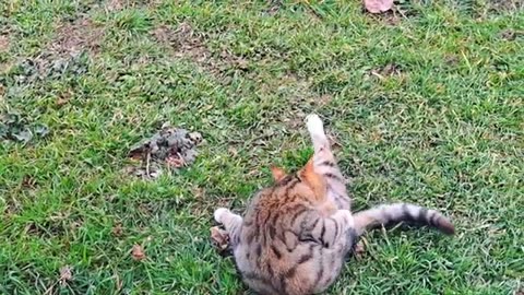 Playful cute kitten having fun in the yard 🥰❤️ A kitten climbs a tree like Tarzan 😂