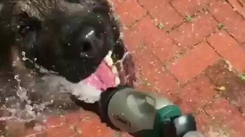 Dog also irritating with water in winter