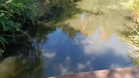 crocodile in pond