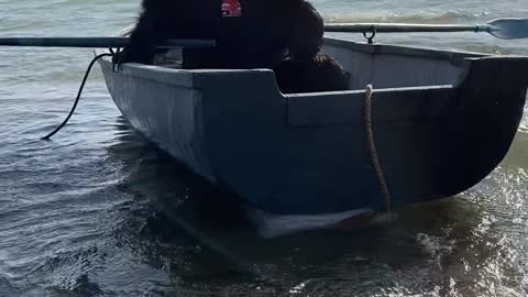 Archie the Brown Bear Rows His Boat