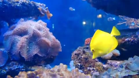 Colorful Marine Fishes Inside An Aquarium