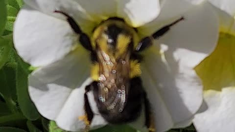 Nailed it trying to get a zoom in of a Bee Eating at the Y