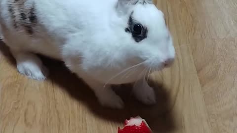 Cute rabbit eating strawberry in the room