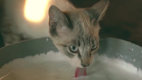 The cat drinks milk