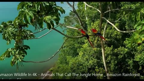 Short Clip #1 Clouds over the amazon Jungle @Dinga Winga @Nature Short Clip (No Copyright)