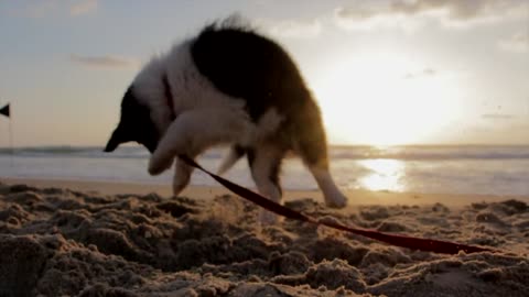 Puppy playing on the beach