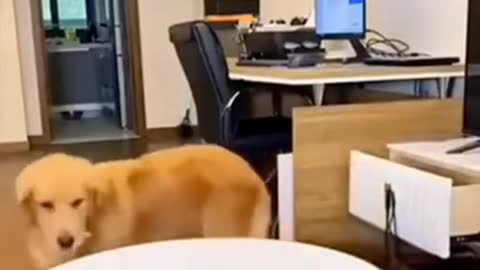 Golden Retriever Tricks His Owner