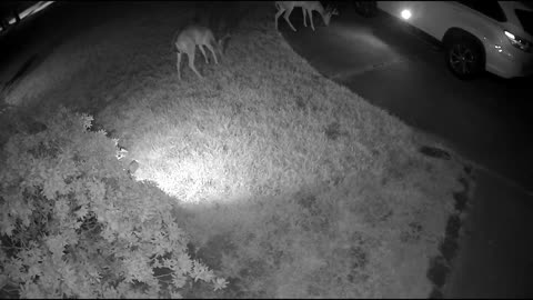 Whitetail deer in my Cypress (Houston) neighborhood - CamCD - 8/18/23