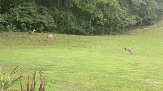 Deer sighting