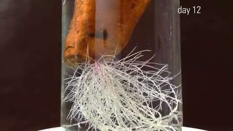 Growing sweet potato time lapse 40 days in 90second