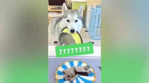 Check Out Pets Reaction To A Pet Cake