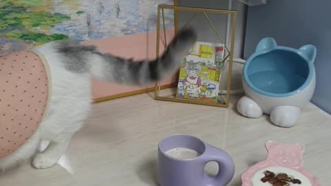 Tea time with the cat.1