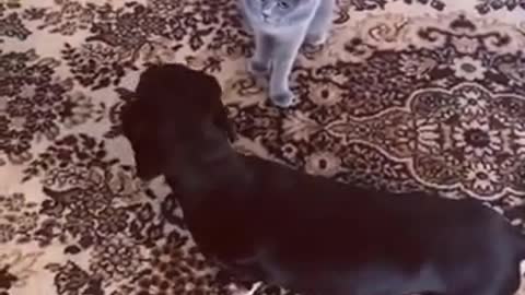 Two Cat Fighting