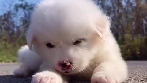 baby dogs _ cute and fanny dog video compilation 2022 🥰🥰😍😍