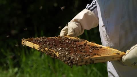 watch Bee swarm