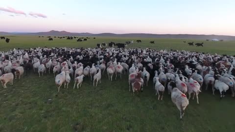 Aerial drone shot big herd of sheep and yack in Mongolia