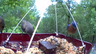 summer tanager and bluebirds