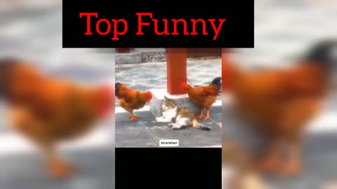 Funny videos top trending