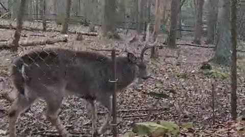 Feeding The Wolves