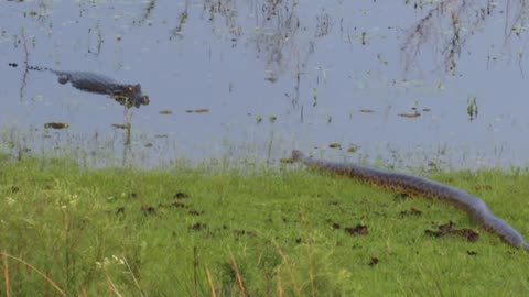 Brave Alligator Faces Huge Anaconda