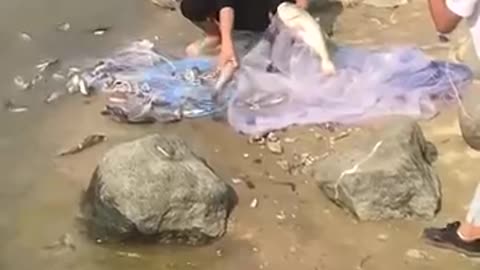 Amazing Asian Cast Net Fishing