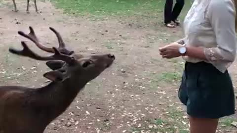 A Deer Bows In Front of a Girl Standing in the Park