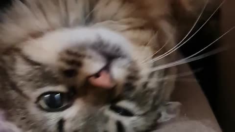 Close up of a cute cat...!!!