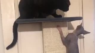 Sphynx Kitten Annoys Older Cat! Hilarious!