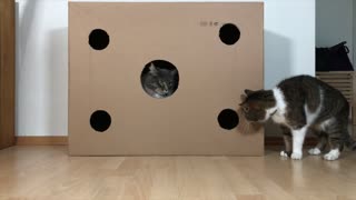 Cats Engage In Epic Fight Over New Cardboard Box Dominance